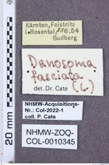 Etikette zu Danosoma fasciata (NHMW-ZOO-COL-0010345)